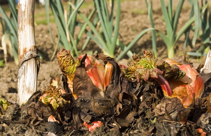 crown of rhubarb on allotment